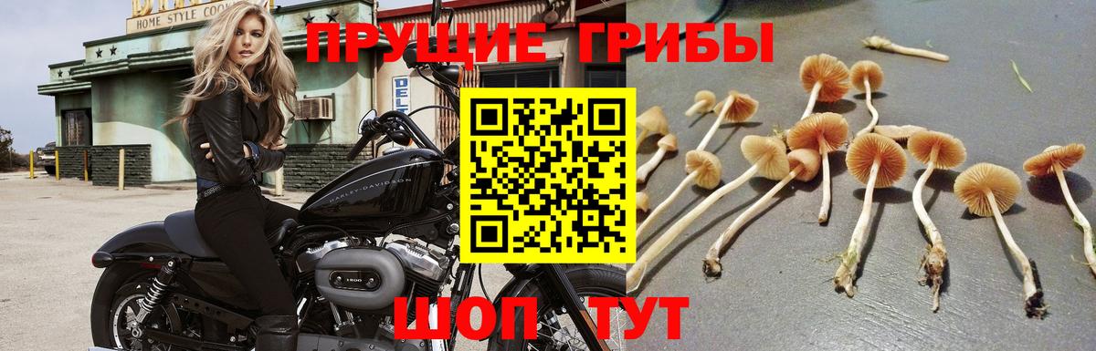Псилоцибиновые грибы MAGIC MUSHROOMS Саранск